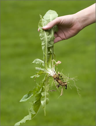 Fruit of the Spirit - Eradicate the Weeds of Sin