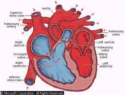 Diagram of heart