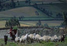 Sheep